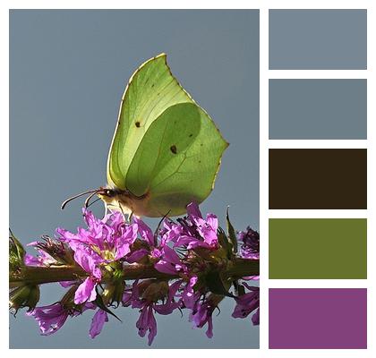 Pollination Gonepteryx Rhamni Butterfly Image